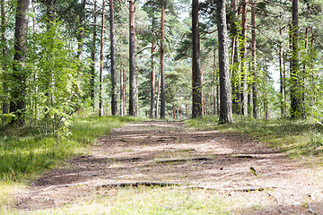 Image showing summer pine forest and path