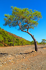 Image showing olympos  mountain bush  anatolia  termessos old  