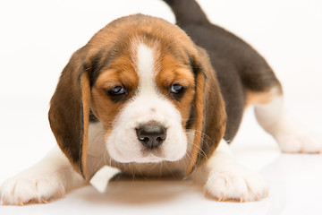 Image showing Beagle puppy on white background