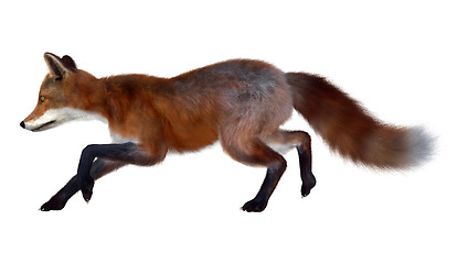 Image showing Red Fox Running