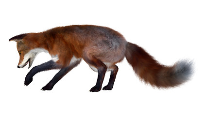 Image showing Red Fox on White