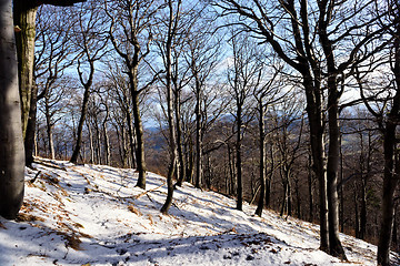 Image showing Winter forest