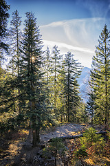 Image showing Forest Bavaria Alps