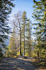 Image showing Trees Bavaria Alps