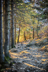 Image showing Path in Bavarian Alps