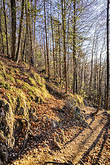 Image showing Trees Bavaria Alps