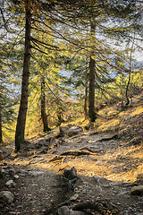 Image showing Path in Bavarian Alps