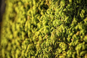 Image showing Green moss Bavaria Alps