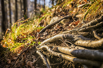 Image showing Tree roots Bavaria Alps