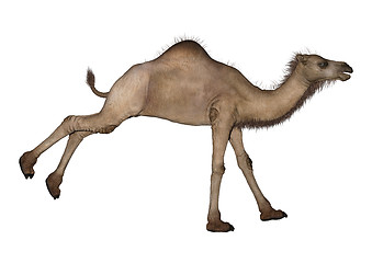 Image showing  Dromedary or Arabian camel 