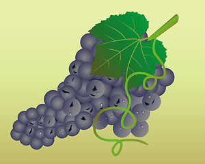 Image showing bunch of grapes