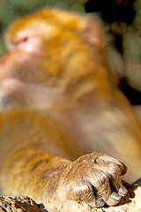 Image showing bush   in   fauna hand  close up