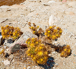 Image showing sea in delos greece the historycal acropolis and old ruin site