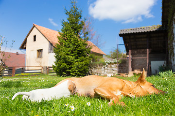 Image showing Mixed-breed cute little dog family.