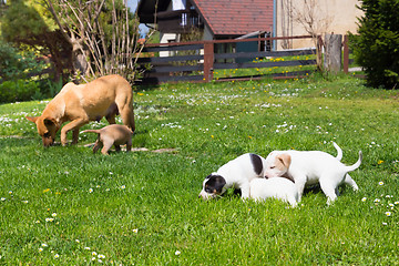 Image showing Mixed-breed cute little dog family.