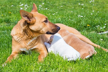 Image showing Mixed-breed cute little dog family.