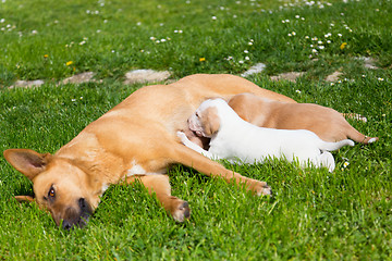 Image showing Mixed-breed cute little dog family.