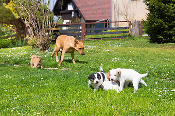 Image showing Mixed-breed cute little dog family.