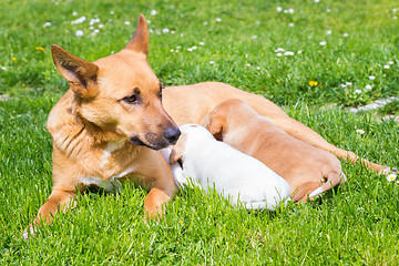 Image showing Mixed-breed cute little dog family.