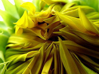 Image showing opening sunflower