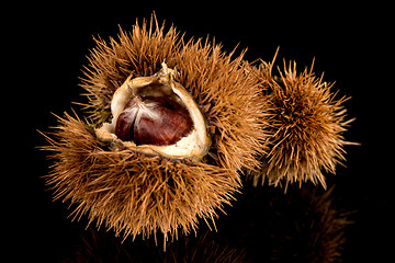 Image showing Chestnuts on a black reflective background