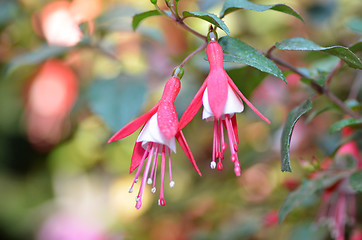 Image showing Ballerina Flowers in the garden 