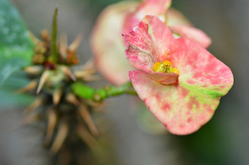 Image showing Crown of thorns