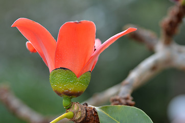 Image showing Red Silk Cotton Tree Flower