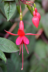 Image showing Ballerina Flowers in the garden 