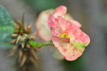 Image showing Crown of thorns flower