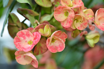 Image showing Crown of thorns flower