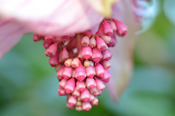 Image showing Healthy Hawaiian rose grape flower 