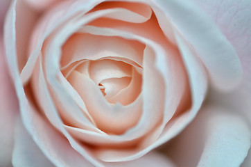 Image showing Softness pink rose on pink background
