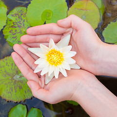 Image showing Woman hands holding lotus flower