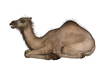 Image showing Dromedary or Arabian Camel