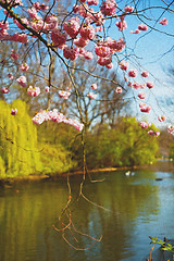 Image showing in london   park the pink tree and blossom flowers natural