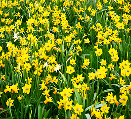 Image showing in london yellow flower field nature and spring