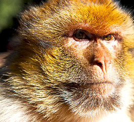 Image showing old monkey in africa morocco and natural background fauna close 