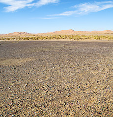 Image showing  bush old fossil in  the desert of morocco sahara and rock  ston