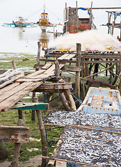 Image showing Sardines drying in The Philippines