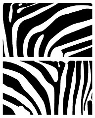 Image showing background zebra