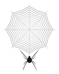 Image showing spider and cobweb