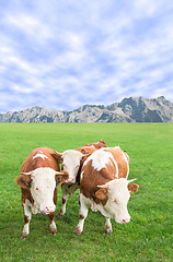 Image showing Group of cows calves grazing against Alps mountains pasture land