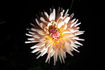 Image showing beautiful dahlia flower