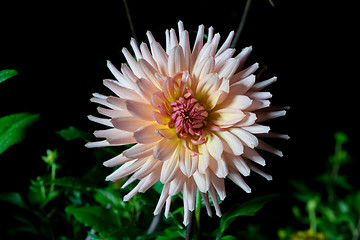 Image showing beautiful dahlia flower