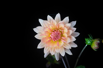 Image showing beautiful dahlia flower