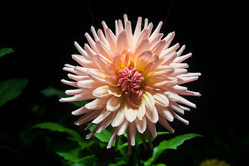 Image showing beautiful dahlia flower