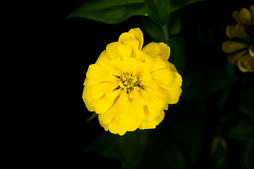 Image showing beautiful yellow flower