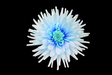 Image showing beautiful cyan dahlia flower isolated