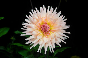 Image showing beautiful dahlia flower